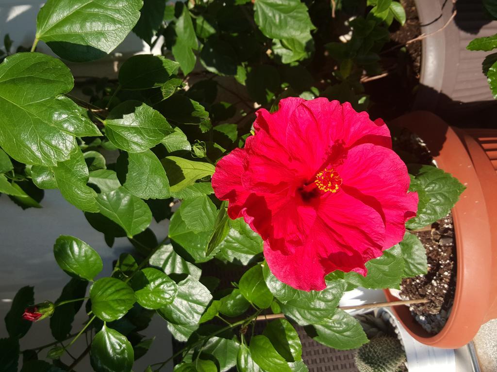 Hibiscus Guest House Будва Екстер'єр фото