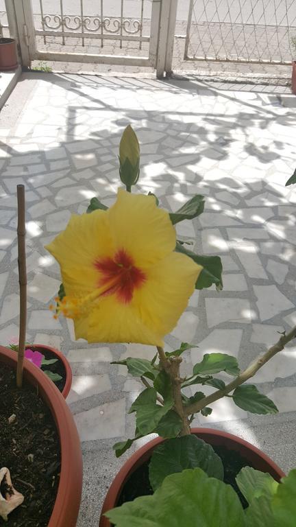 Hibiscus Guest House Будва Екстер'єр фото